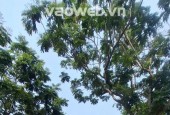Bán đất thổ cư 90m2 Võ Văn Đồng, Ngũ Hành Sơn, Đà Nẵng - 4.3 tỷ